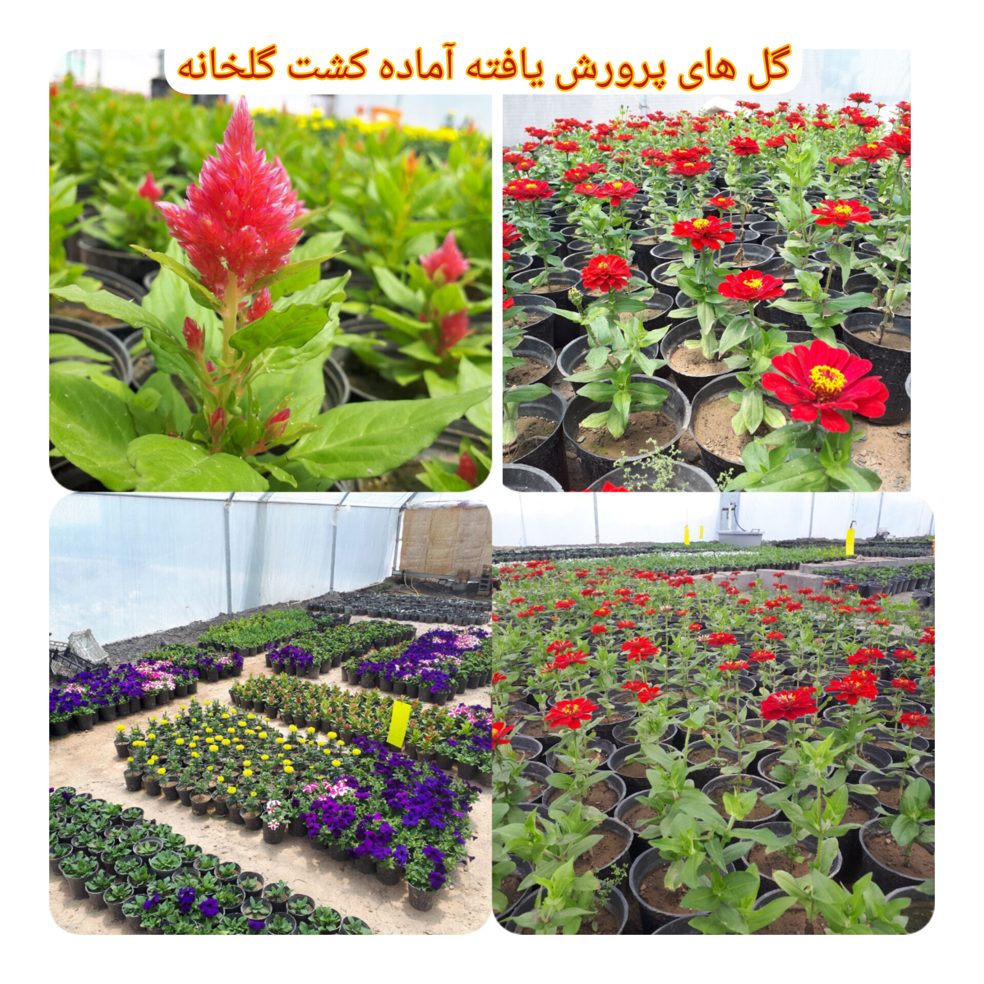 گلخانه شهرک صنعتی خیام